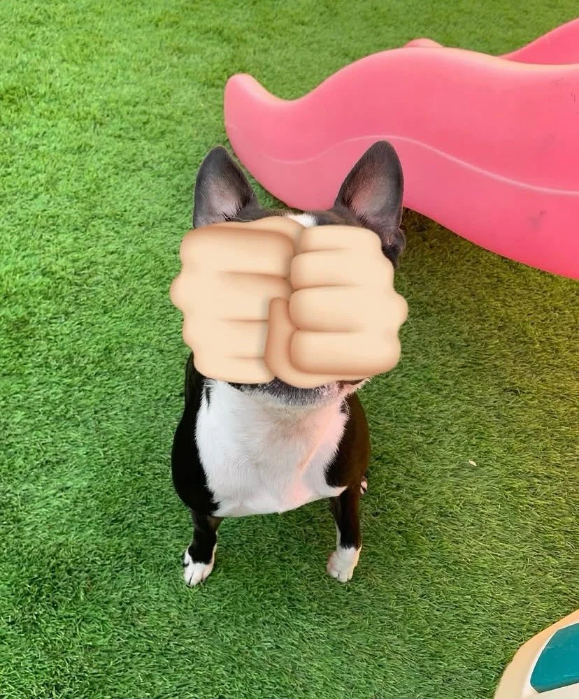 Swipe for a surprise! 🐶✨