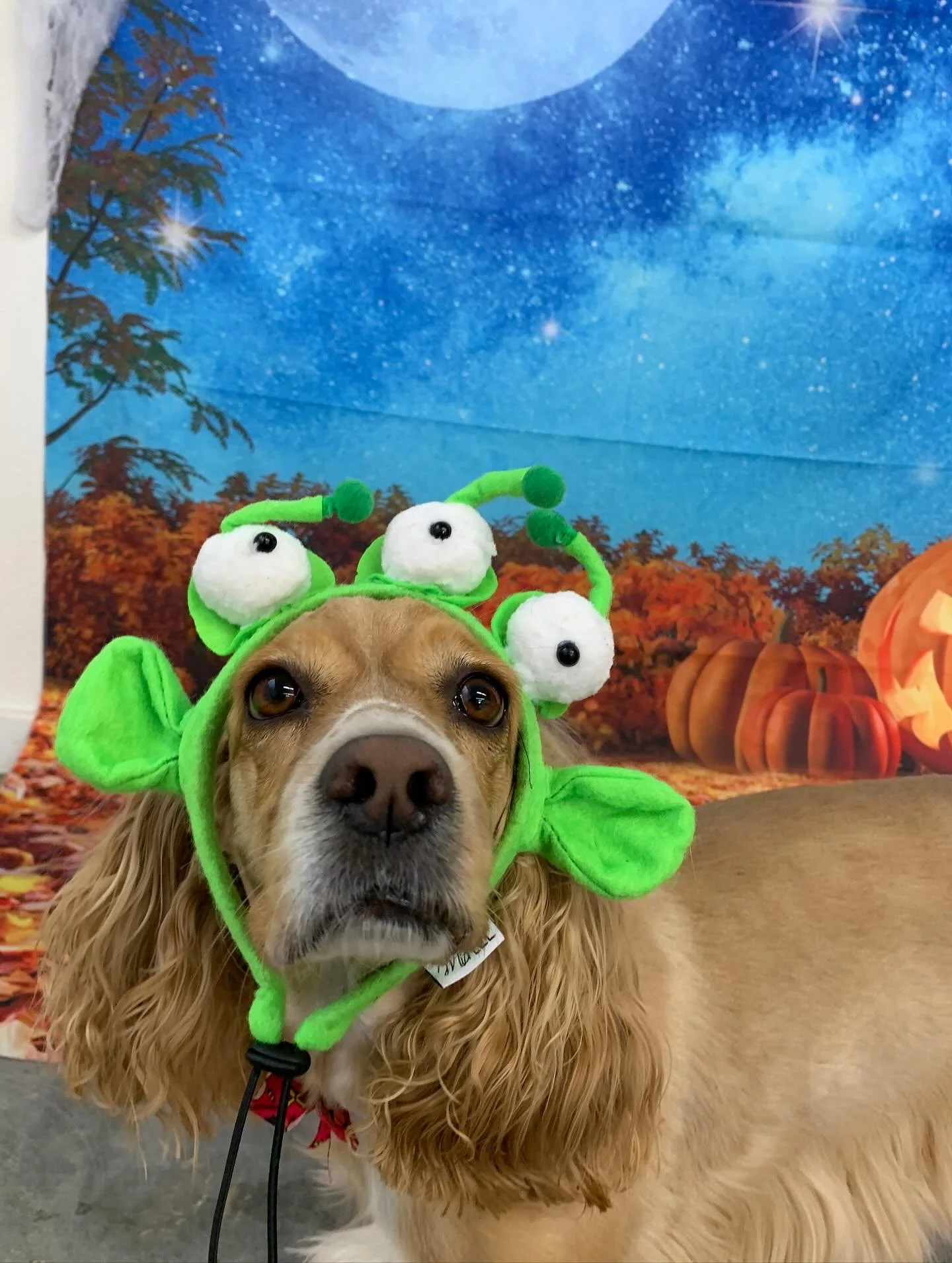 Halloween Special &lsquo;25 pt.3 🐶👻💀