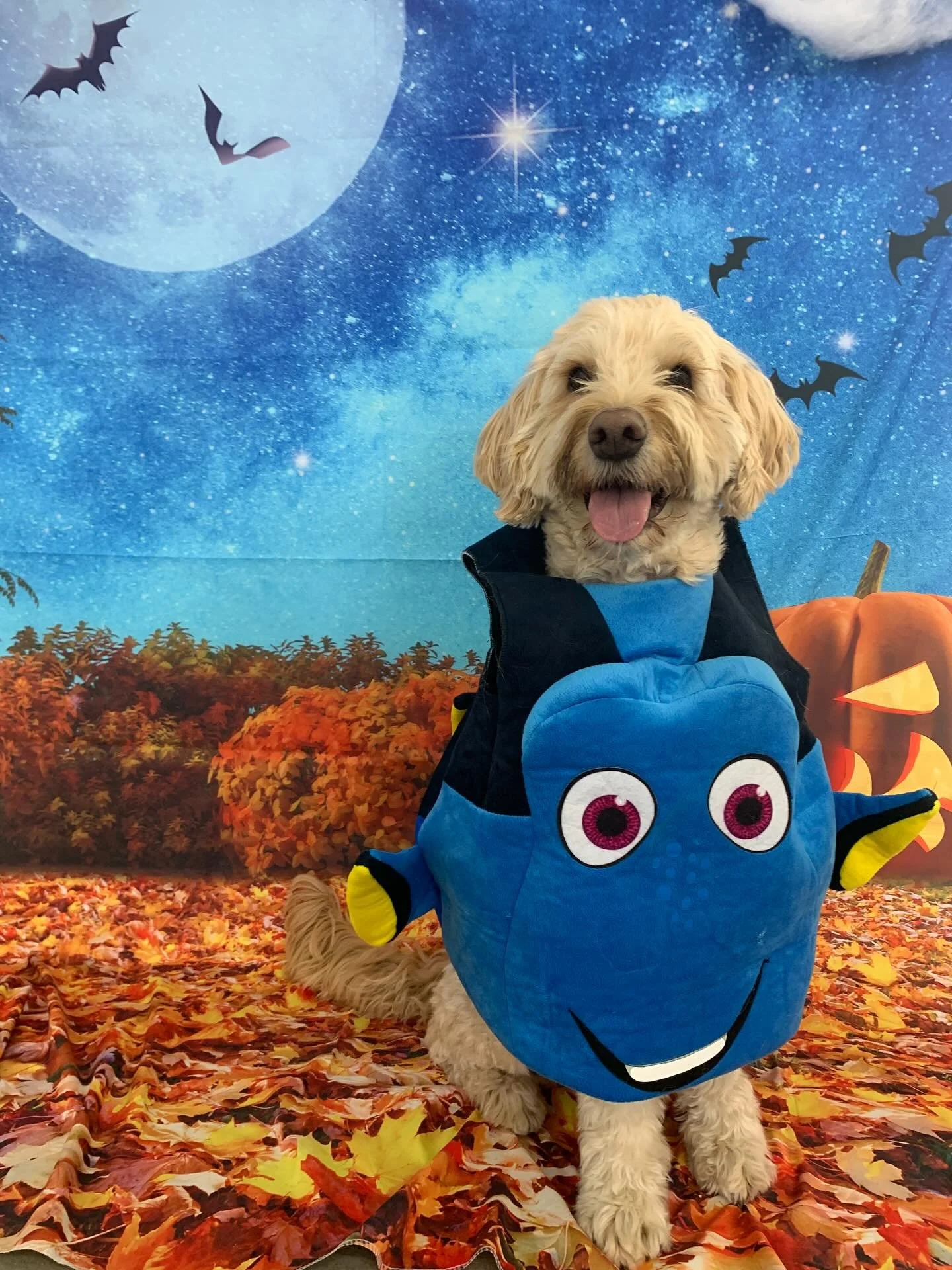 Halloween Special &lsquo;25 pt.4 🐶👻