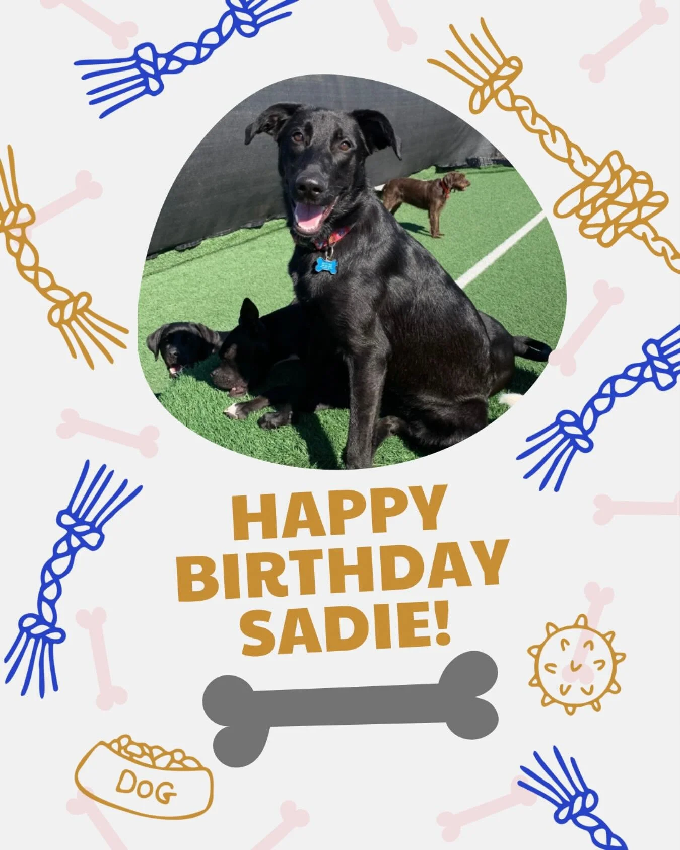 Sadie turns 1! The whole wishbone staff and her doggy friends would like to wish her a very happy birthday! 🎂🎉🥳🐶