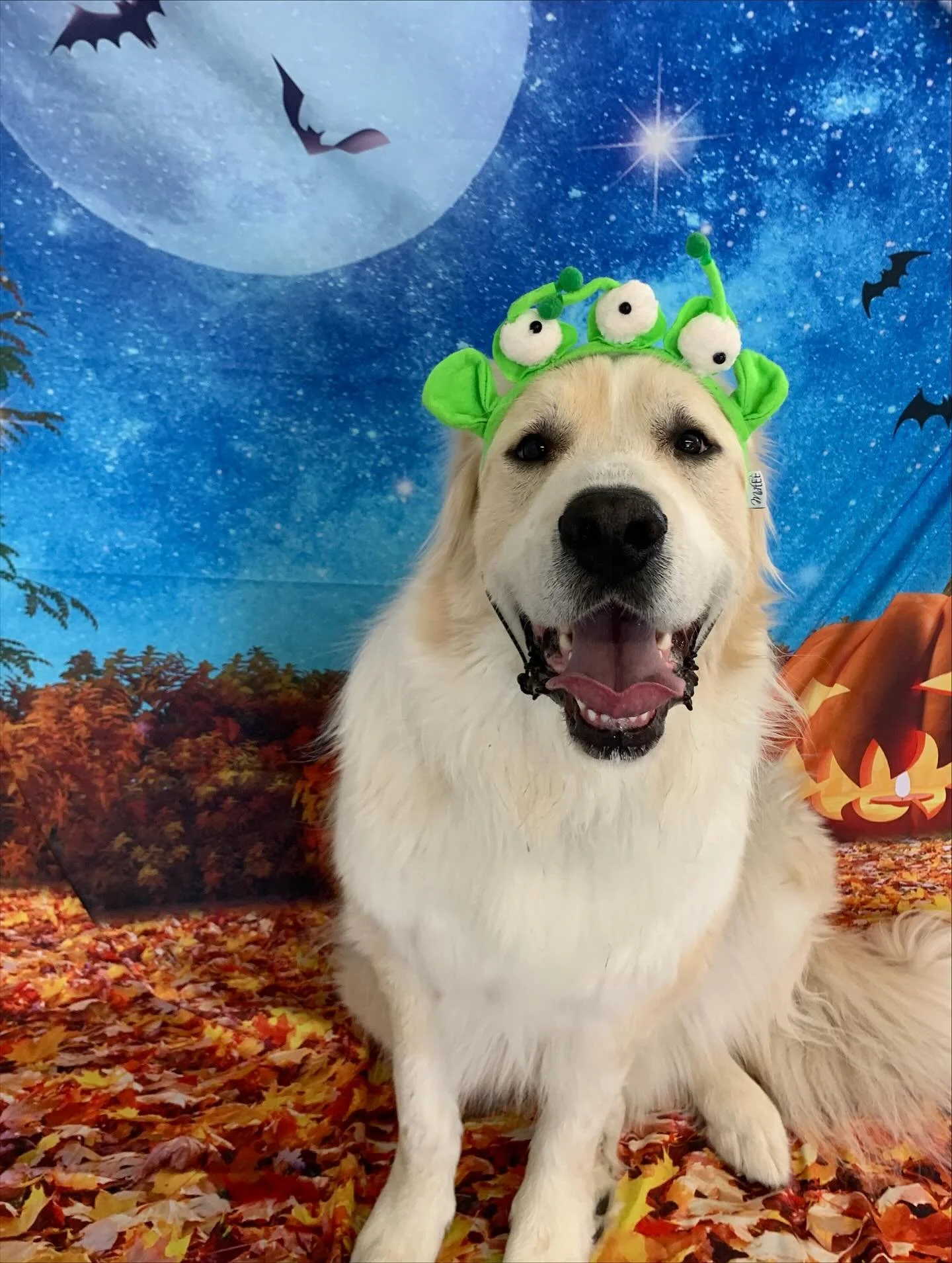 Halloween Special &lsquo;25 pt.6 🎃👻🎃