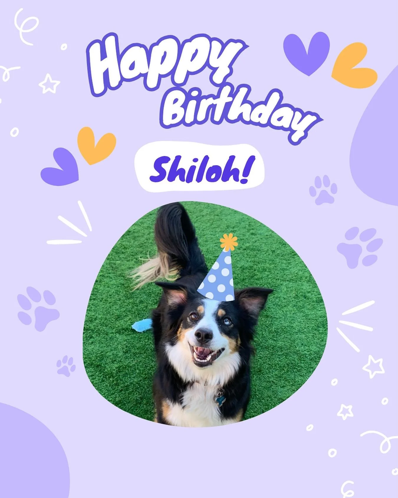 Shiloh turns 3 today! The whole staff at wishbone and her furriends would like to wish her a very happy birthday. Now brb while I go play ball with her because it&rsquo;s her favorite 🐶🎾💜