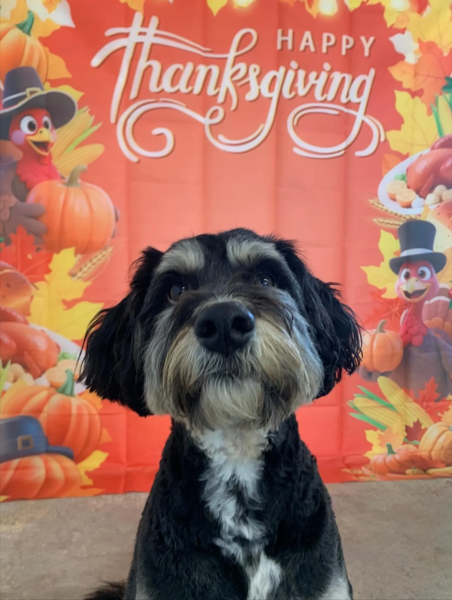 Thanksgiving Special &lsquo;25 pt.1 🦃🐶

You can still sign your dog up for a special until Thanksgiving through our PawPartner app or just let us know when you drop off! 🤩