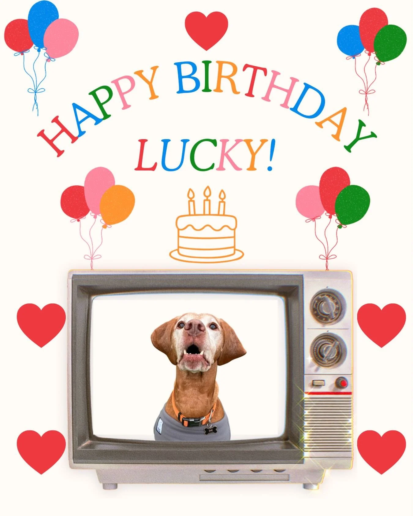 It&rsquo;s Lucky&rsquo;s birthday today! He turns 7 and we are so lucky (pun intended) we get to spend it with him playing ball and treating him and his friends to some @thebarkeryww donuts! We love you bud! 🎂🐶🎈
