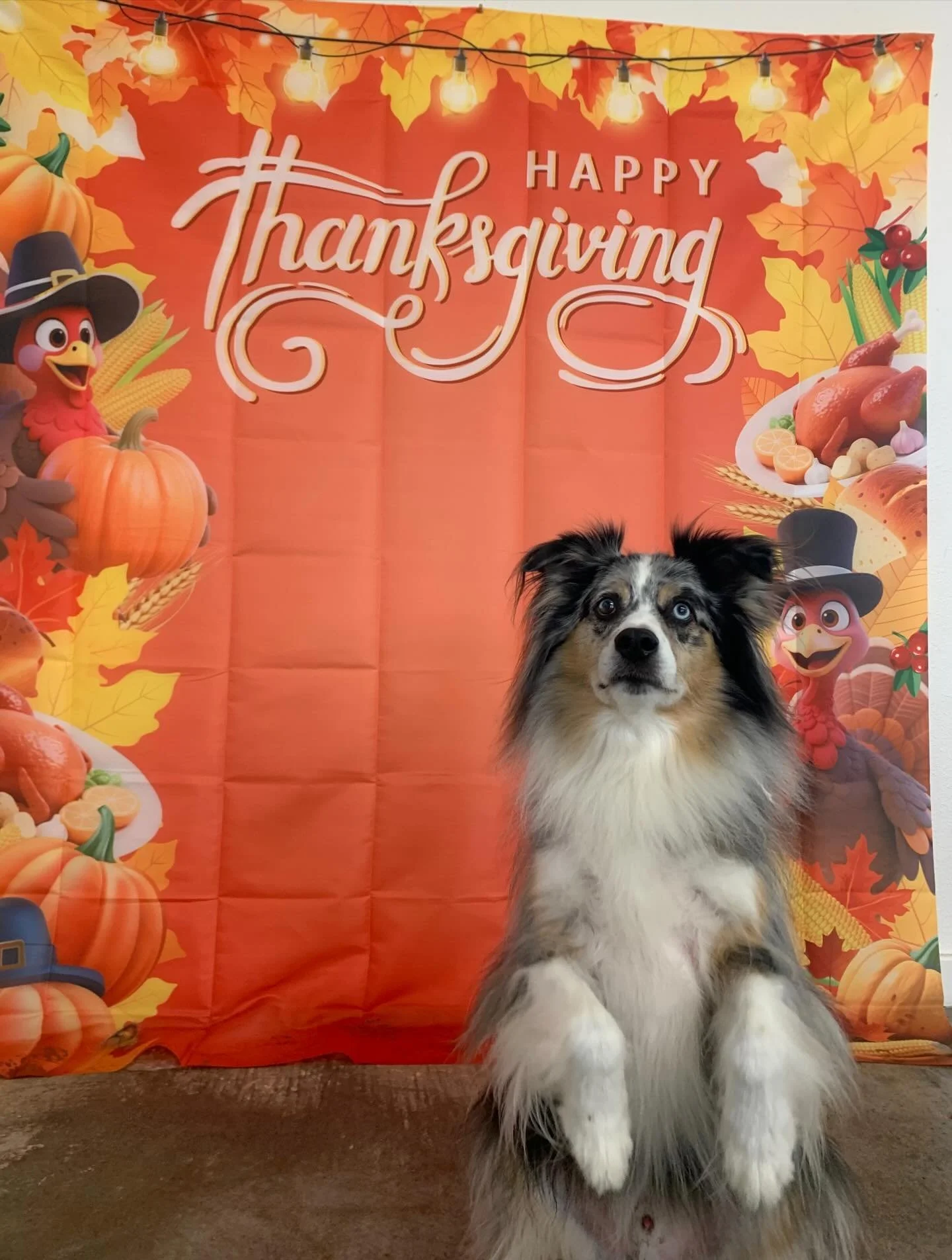 Thanksgiving Special &lsquo;25 pt.2 🤩🤩

Logan was working extra hard for that pup cup showing me all his tricks 😂