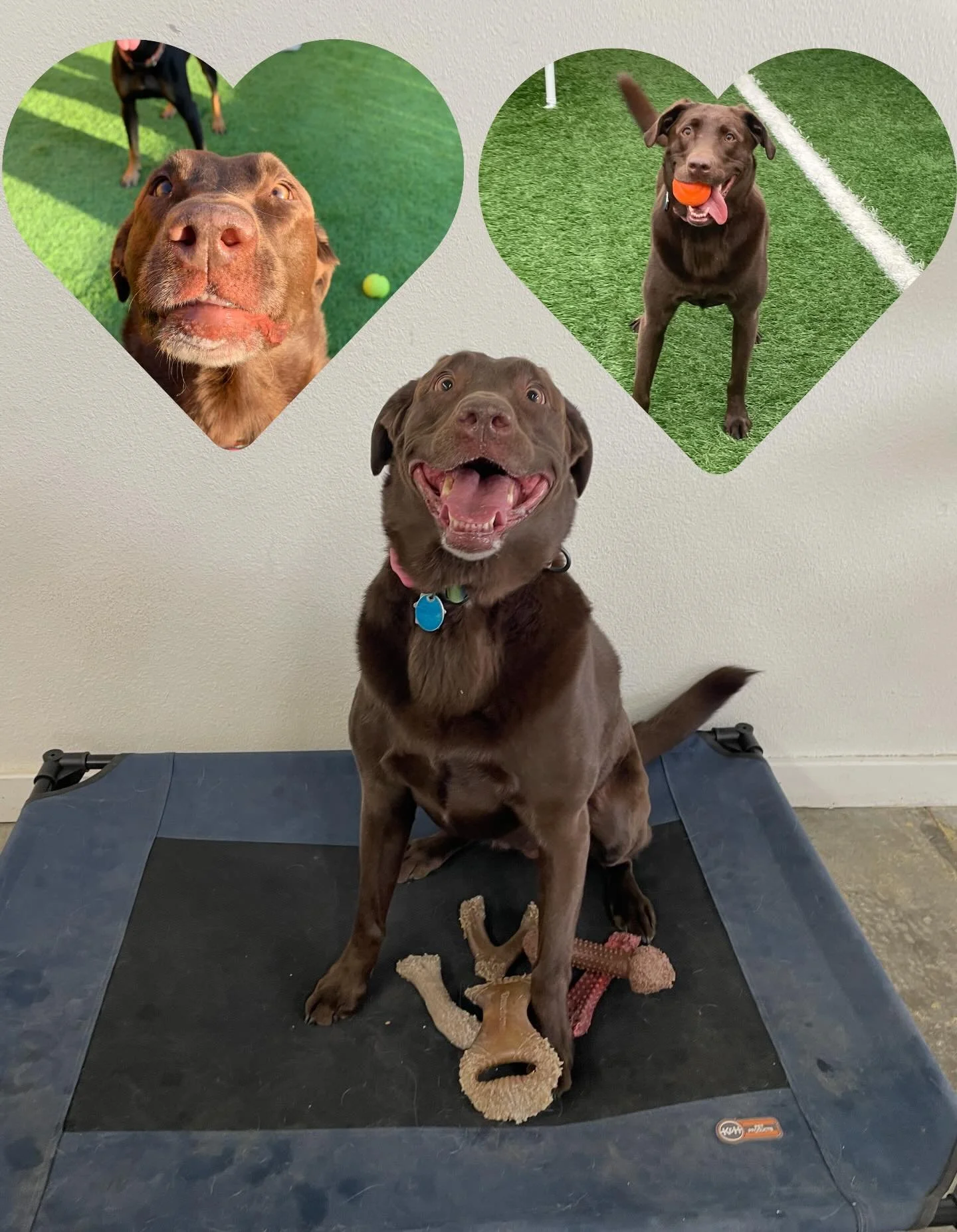 We would also like to wish a happy belated birthday to Bowie Pearl! Hope your day was filled with fun fetch games and lots of love and treats! ❤️