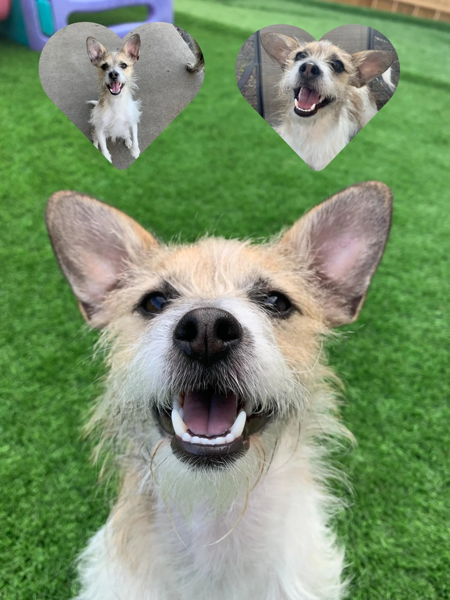 Now that our phone is fixed, we would like to wish a happy belated birthday to our beloved Scruffy! You deserve all the love and treats in the world, and we hope your special day was amazing! ❤️