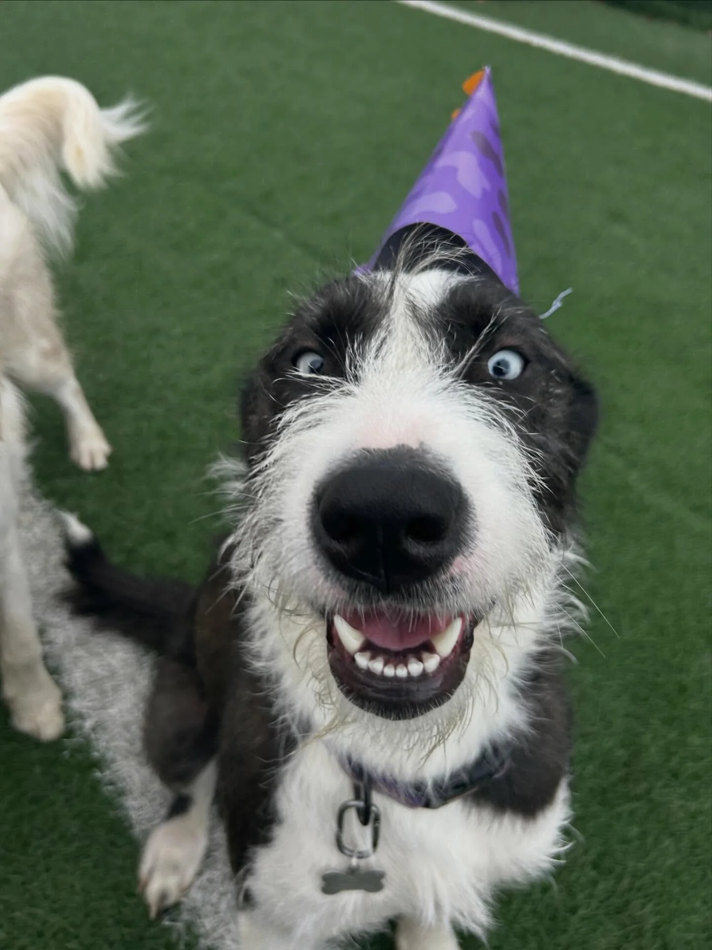Enjoy these pictures of wishbone dogs in Dino party hats 🪩🎉🐶