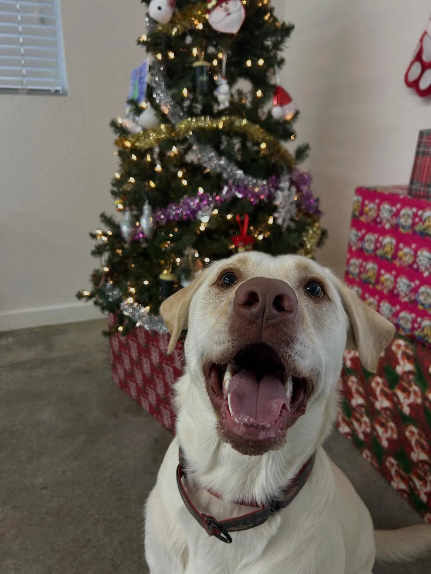 Christmas Special pt. 1 

Look at all those good boys and girls! 🥹