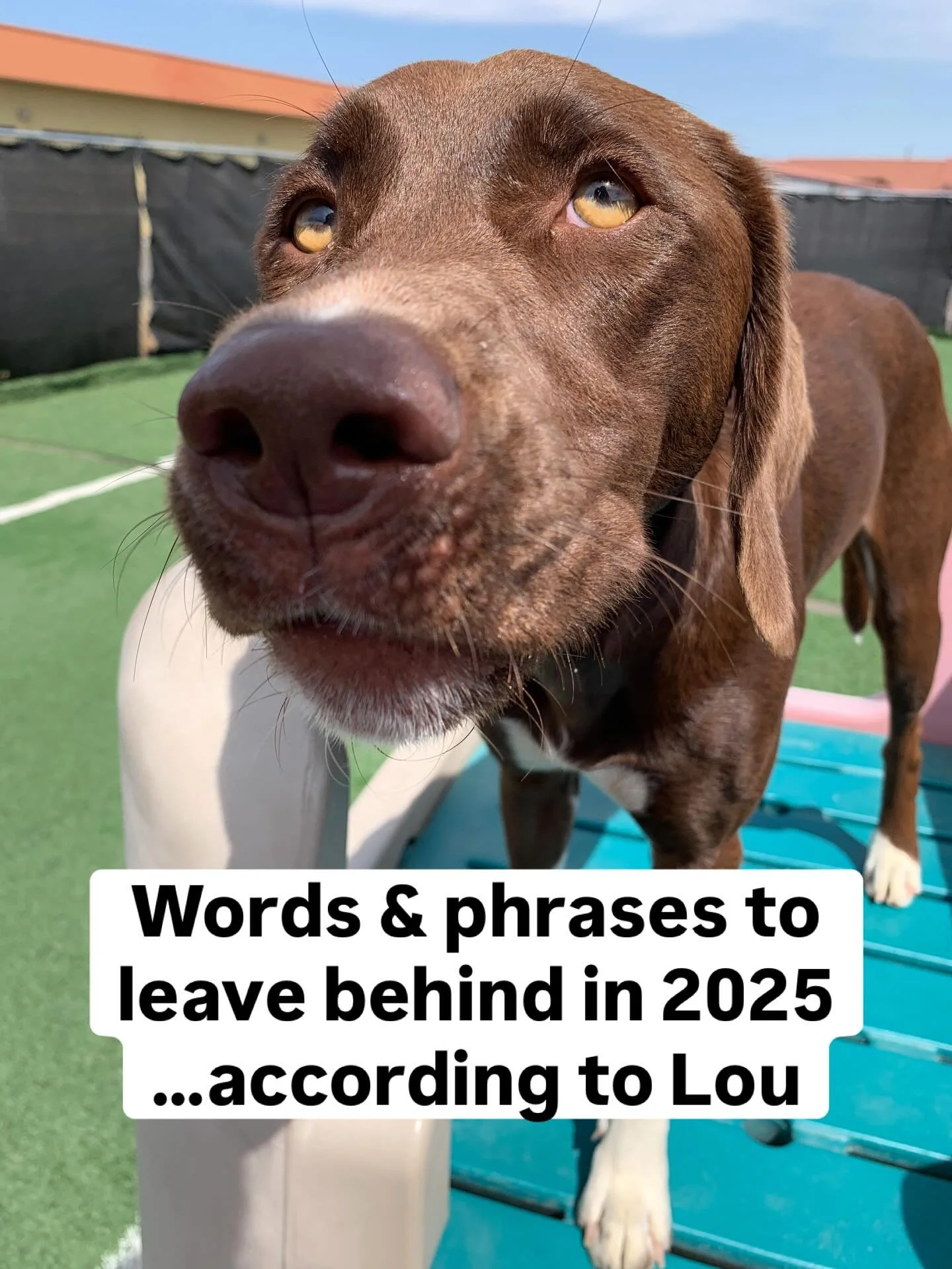 Happy New Year!! Lou would like to thank you for coming to her end-of-year Ted Talk.
.
.
.
.
#doggydaycare#dogsofinstagram#doglife#dogs#artartistfunnyfamilydogloverdogdaycare