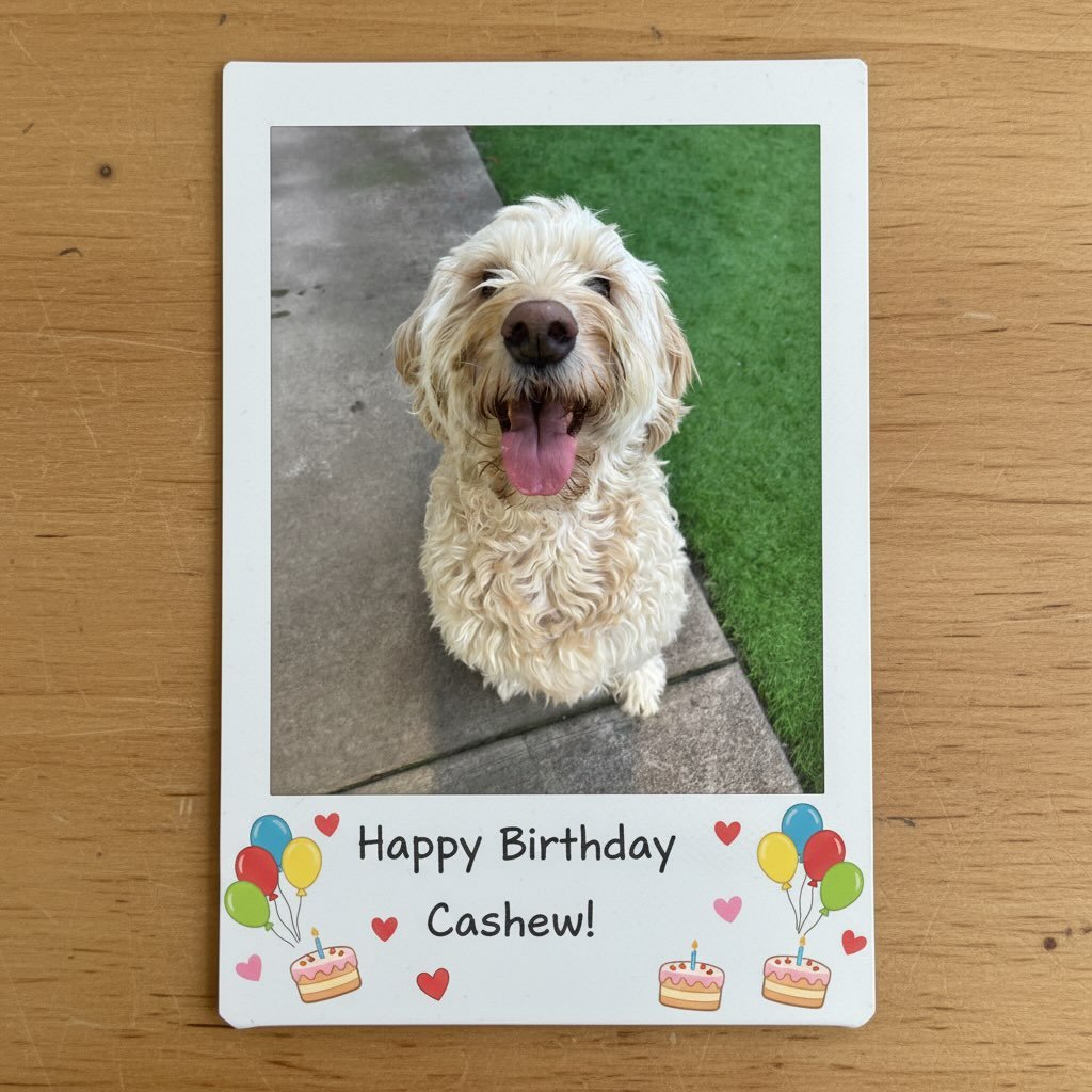 Happy birthday to this sweet boy! His day at daycare has been well spent playing fetch, chewing on chewies, chomping on bubbles and getting treatos. We love you buddy! 🥳🎈🐶