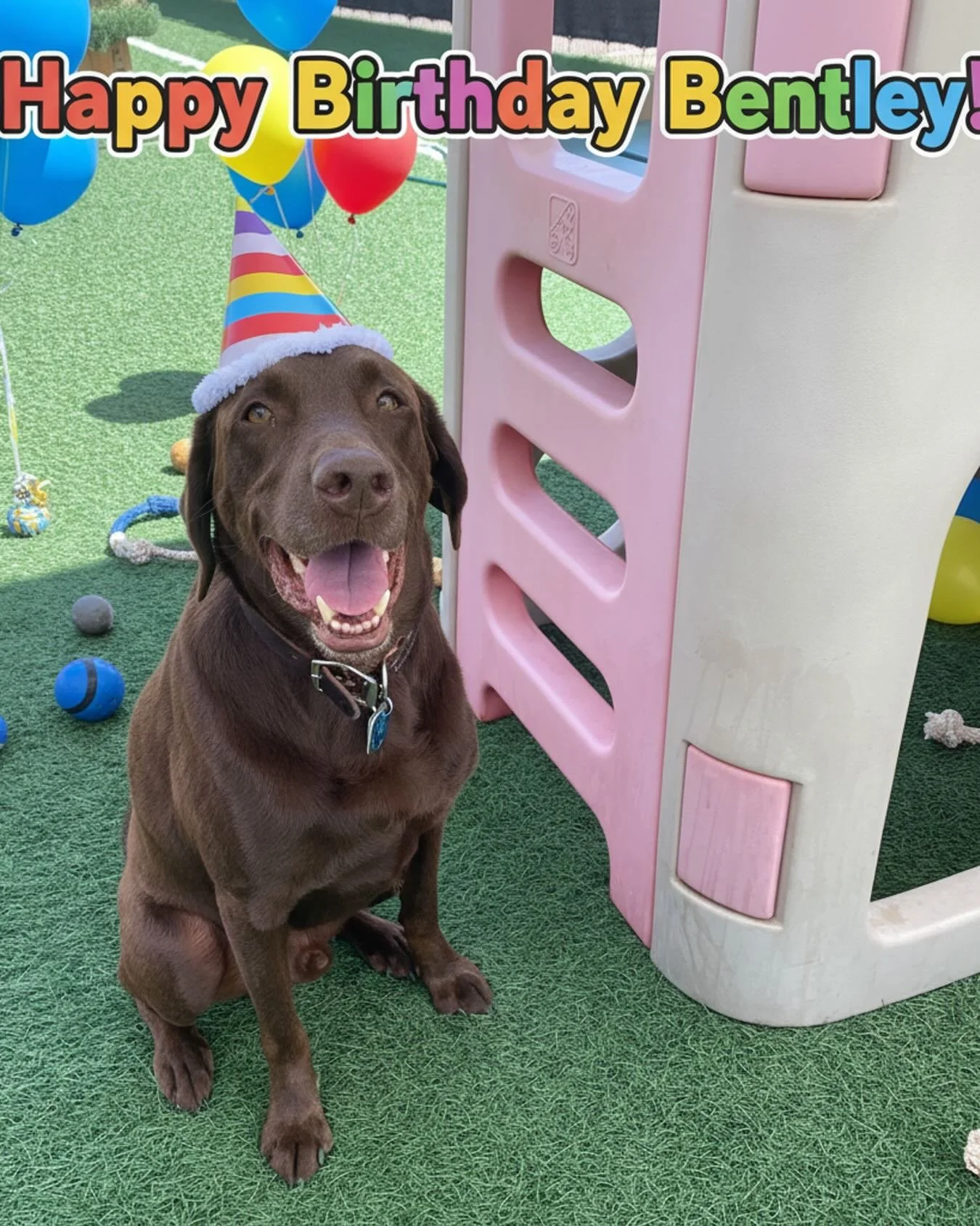 Today is a day full of tail wags and happy barks because it&rsquo;s Bentley the chocolate lab&rsquo;s birthday! 🎉 He&rsquo;s ready to celebrate with his furry best friend Bella the golden retriever. We love you buddy! ❤️🐶