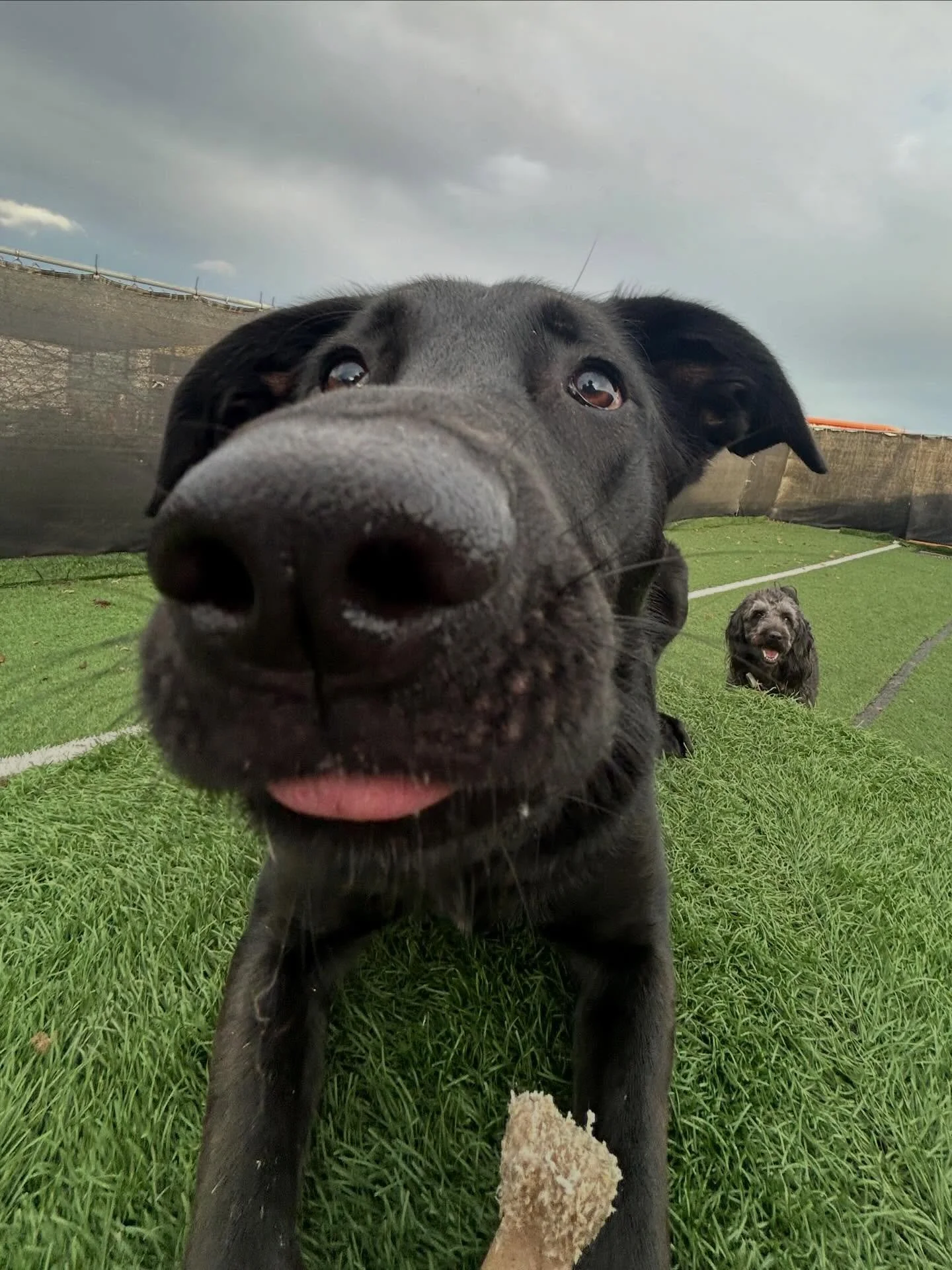 Did someone say 0.5 lens pt. 4? 📸🐶✨