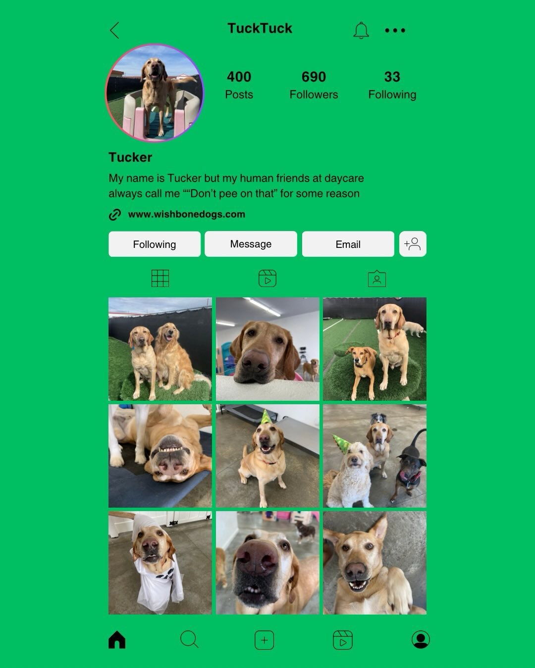 If our daycare dogs had an Instagram, this would be their profiles. 🤩✨