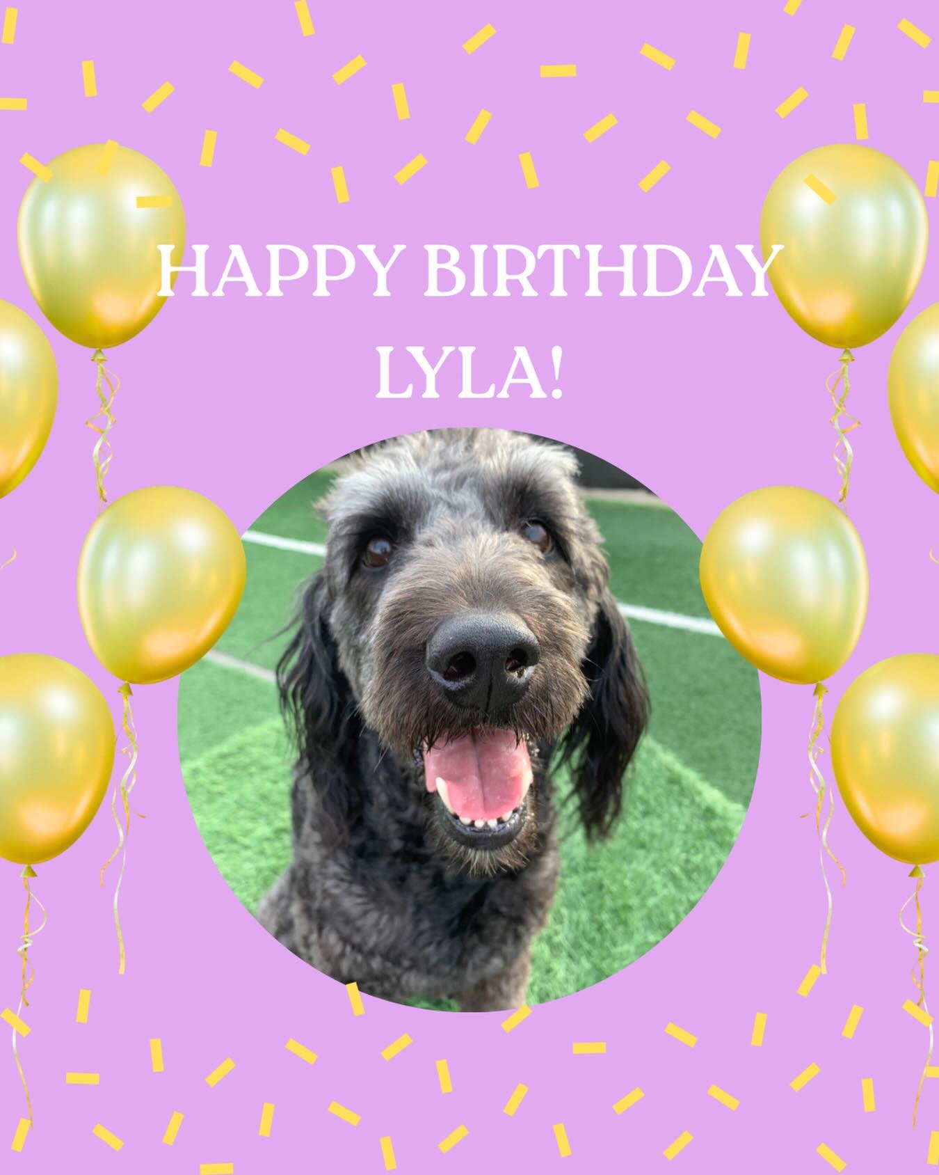 Happy 5th Birthday to our sweet Lyla! 🎉 (Feb 1st) We hope your special day was absolutely amazing, filled with endless belly rubs and delicious treats!!! 🥳🎉