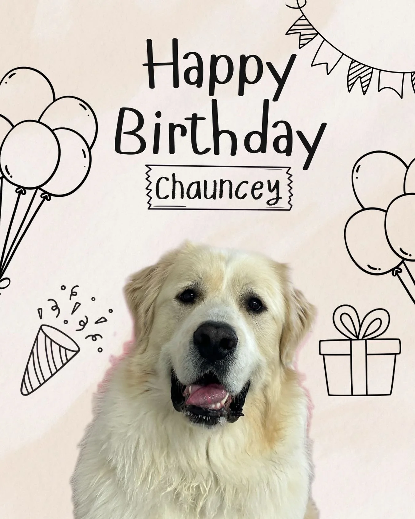 Happy birthday to the biggest goofball, Chauncey! If you&rsquo;ve swung by Wishbone on a Tuesday or Thursday then you&rsquo;ve probably seen him popping up to see who&rsquo;s here and to say hi. We love you buddy and hope you have an awesome birthday