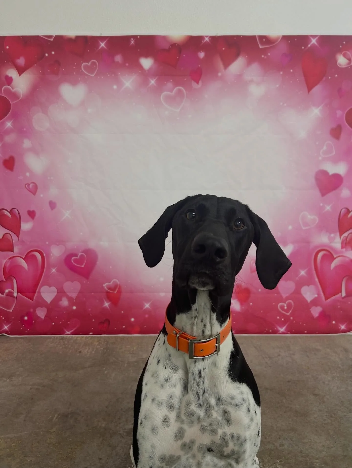 Valentine&rsquo;s Day special pt. 1 💌🤩

You can signup now through February 28!