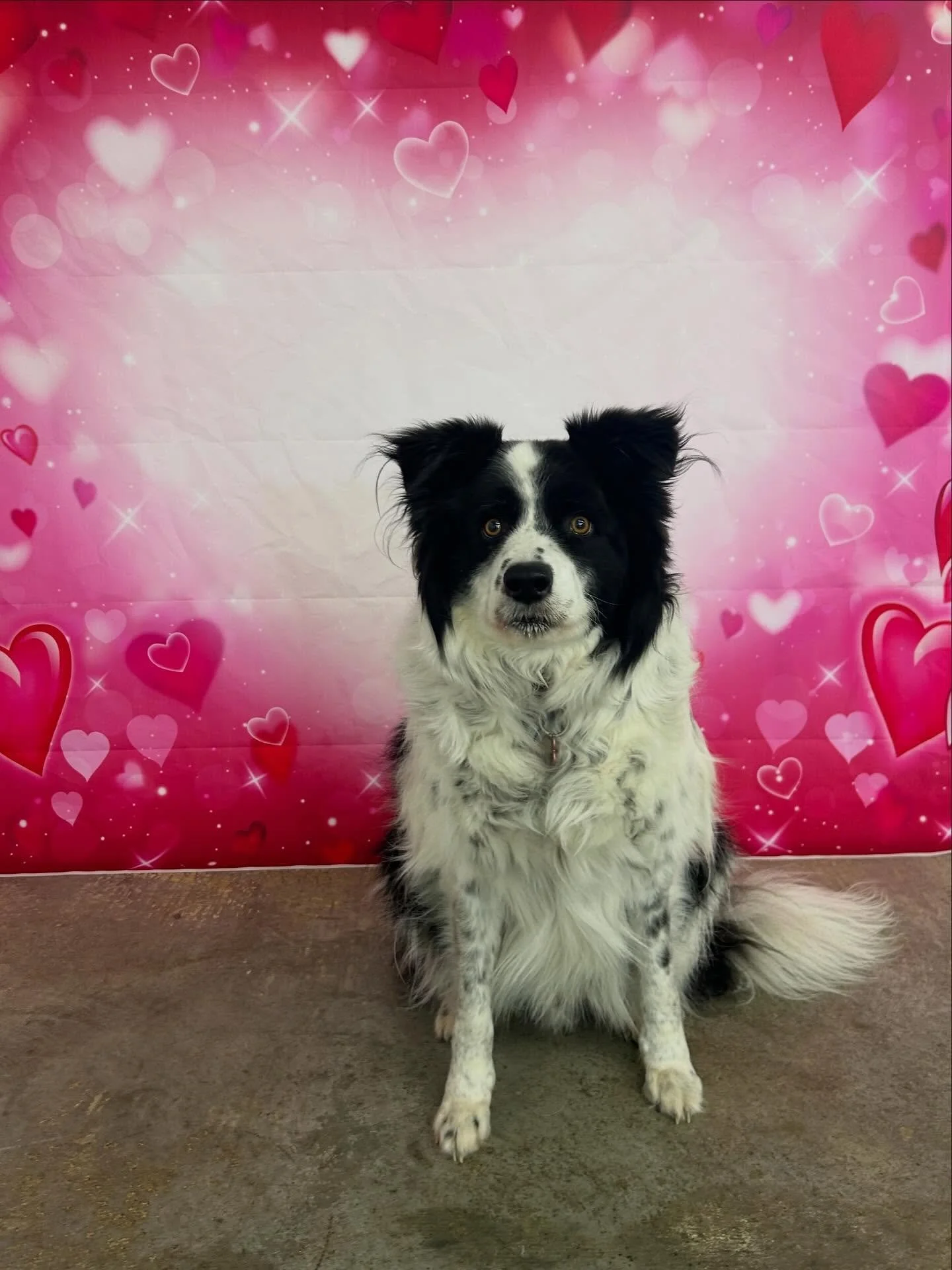 There&rsquo;s still time left to spoil your pup and yourself with our Valentine&rsquo;s Day special! 🤩💌