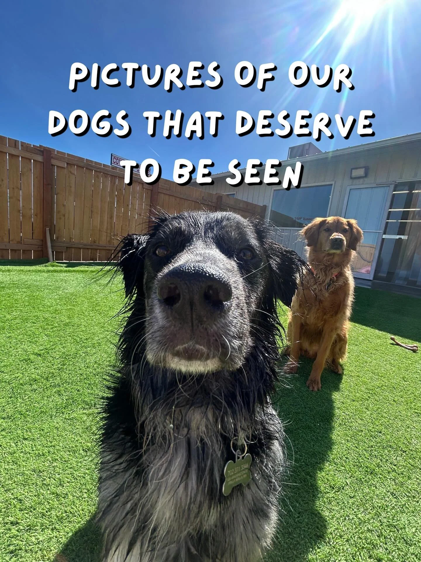 Happy Tuesday! 🤩

Enjoy these beautiful pictures of our wonderful daycare dogs! 🤩