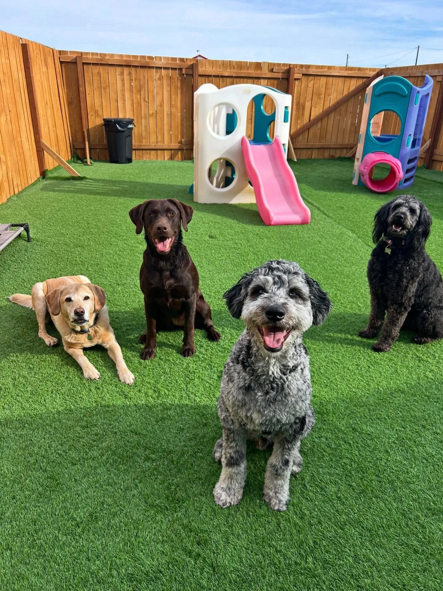 Orson, Scout, Hank, and Lyla would love to wish you a happy Monday! ☀️🤩