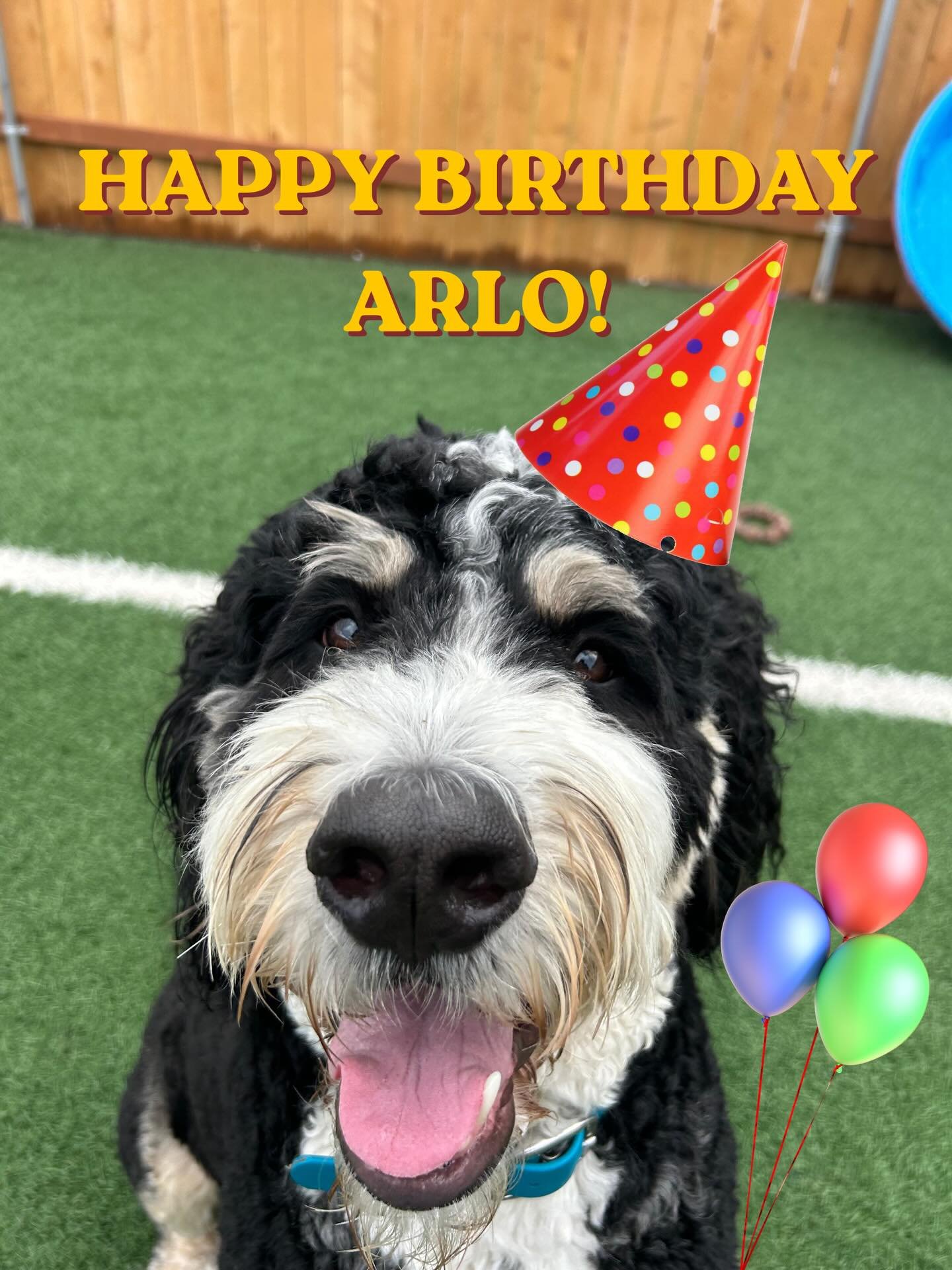 Arlo turns 2 today!!! Happy birthday to this sweet boy 🐾 His mom brought the pups (and us humans) some delicious pupcakes. Can we just take a moment and appreciate the Arlo cupcake topper? 😂❤️ So cute. We get to spend his special day with him today