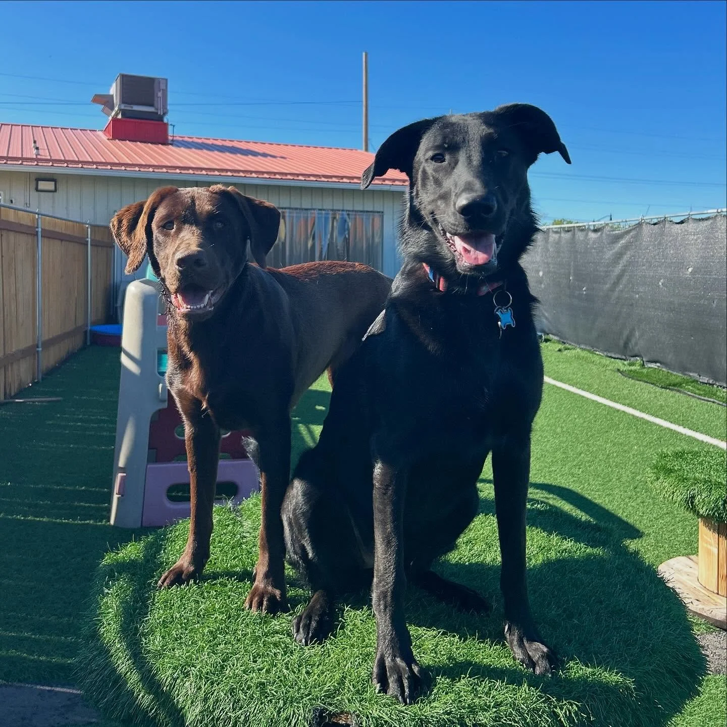 Scouty pants and Sadie girl would like to wish you a happy Friyay! ✨🤩✨