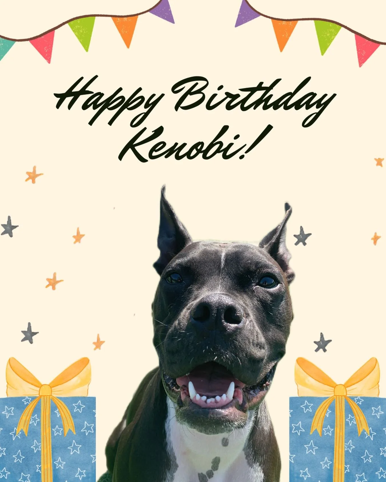 Kenobi turns 3 today&mdash;may the treats be plenty and the balls never stop flying 🎾✨