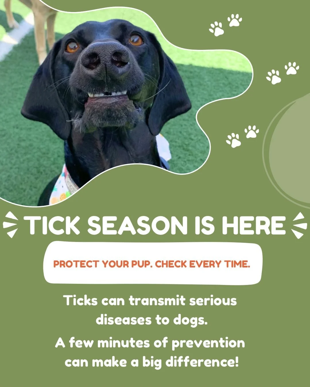 Tick season has arrived&mdash;stay ahead of it by keeping your dog&rsquo;s preventative up to date!