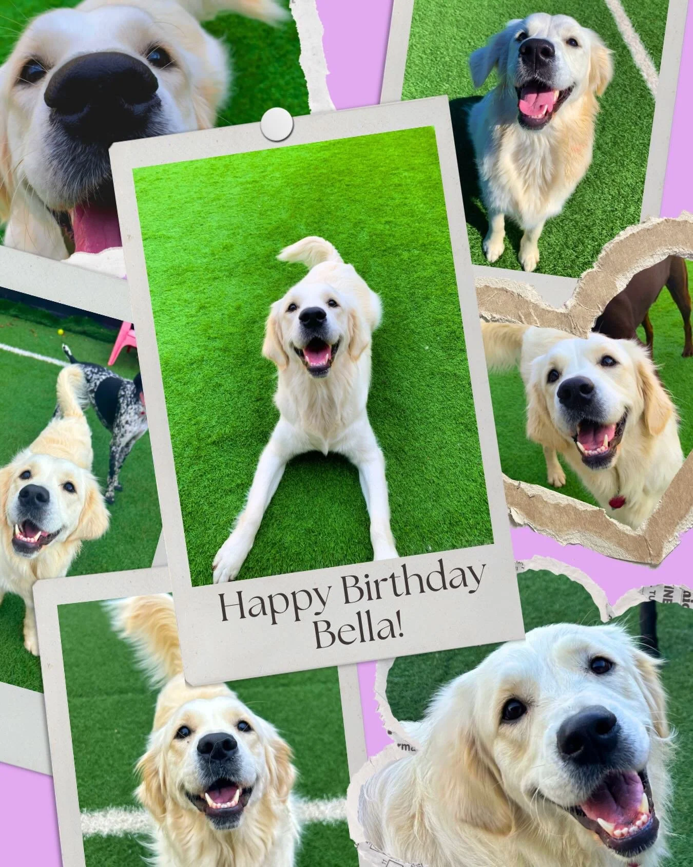 Happy 2nd Birthday to our sweet golden girl 💛🐾 Bella lives for playing fetch, treats, and all the love she can get. We&rsquo;re so lucky to spend her special day celebrating her 🎾✨🥳