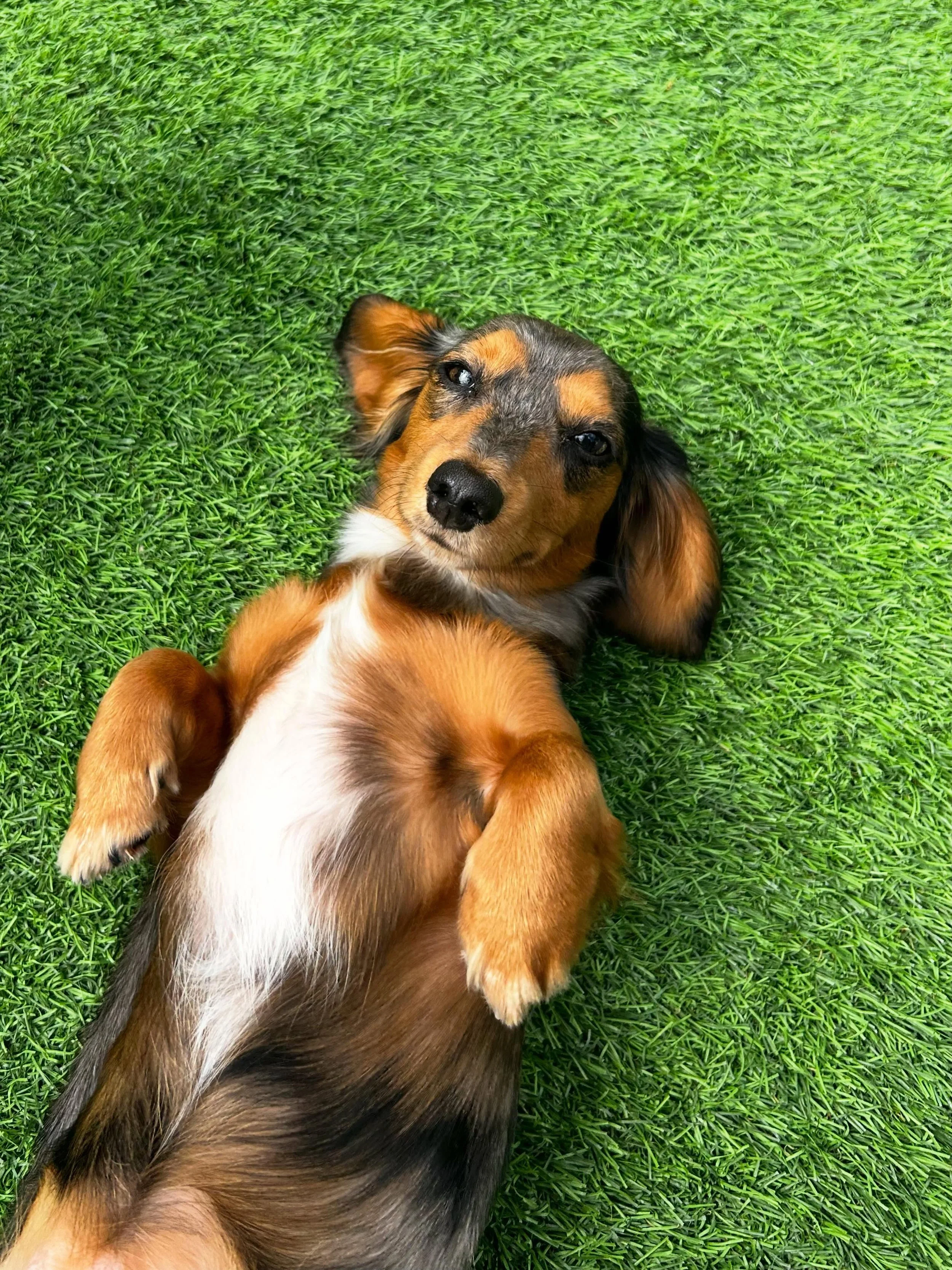 Ruby deserves a permanent spot on our feed because look how adorable she is 🥹❤️
