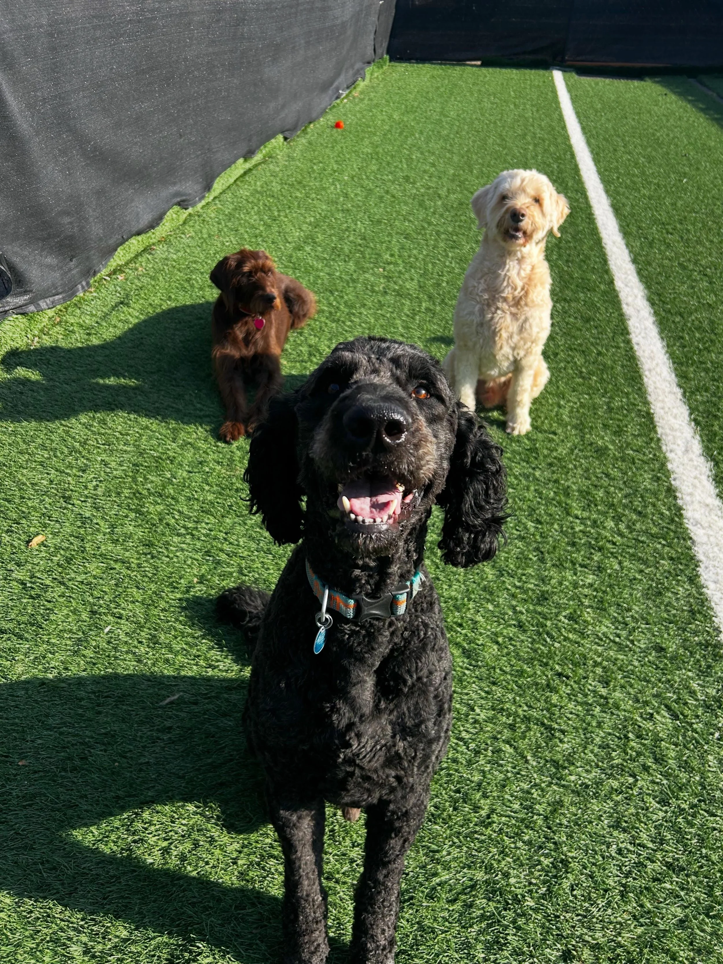 Happy Hump Day from Molly, Cashew, and Murphy &mdash; the weekend is close enough to sniff!