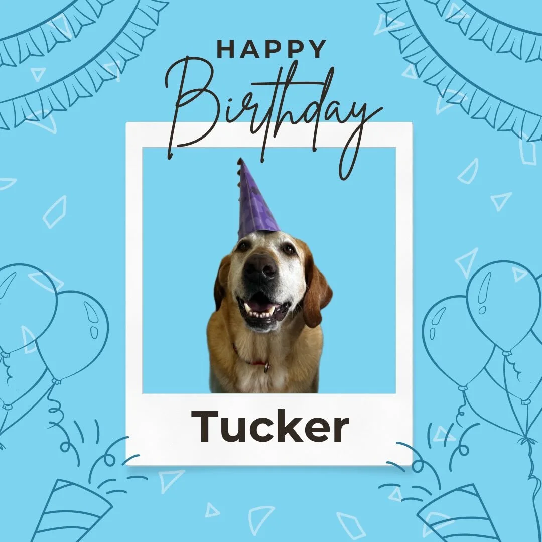 Tucker turns 7 today! 🐾 Still chasing balls like an athlete, accepting treats like royalty, and protecting us from the terrifying danger of&hellip; hot air balloons. 🎈😂 We love you buddy 💛