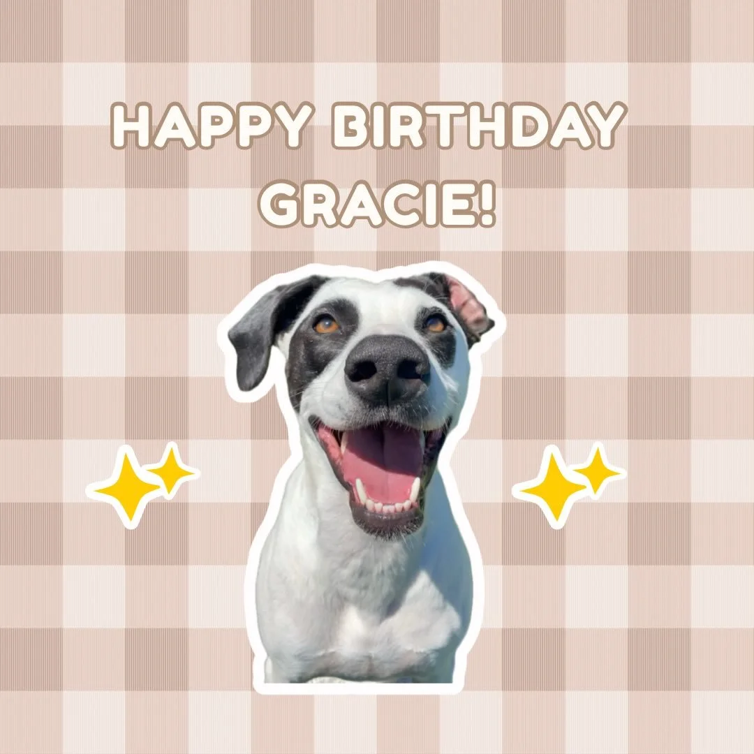 Four years of love, zoomies, and nonstop fetch. Happy Birthday, Gracie! 🎾💖