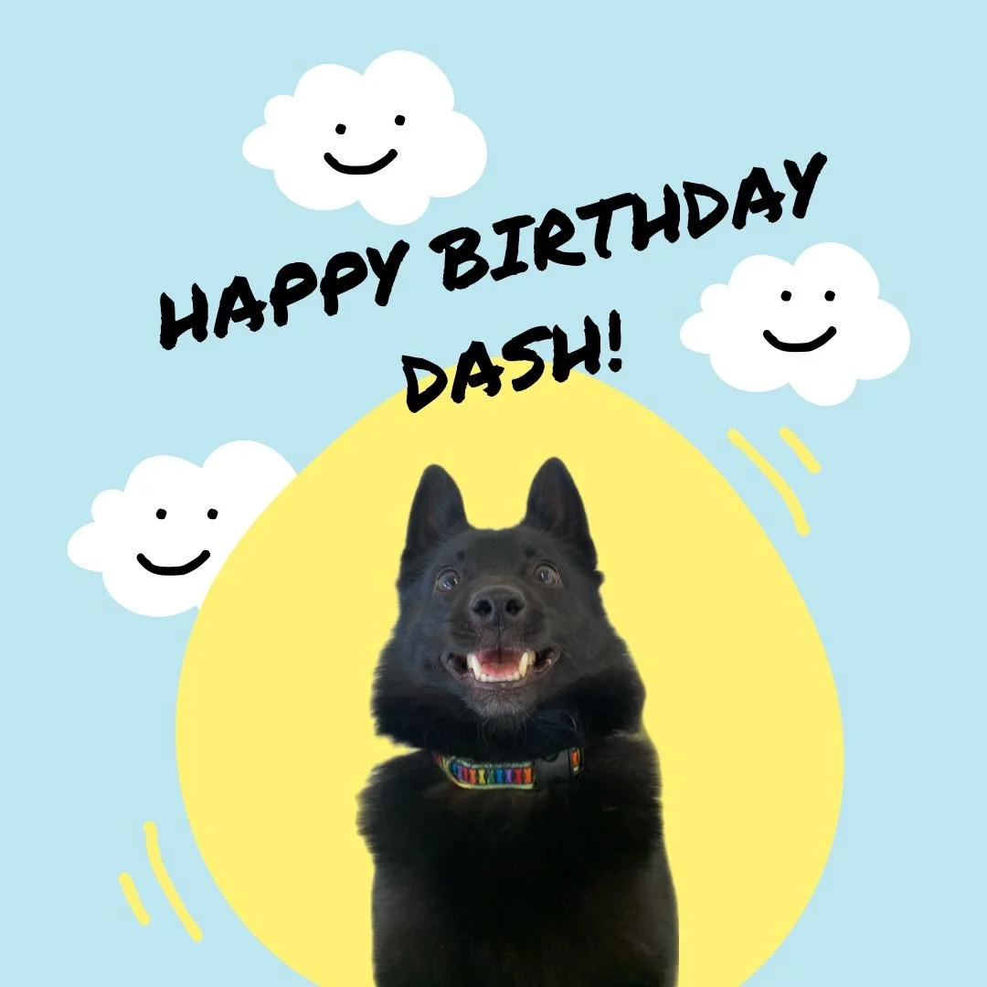 It&rsquo;s Dash&rsquo;s birthday! Wishing the little man endless treats, belly rubs, and absolutely no rules today. 🎉🐶