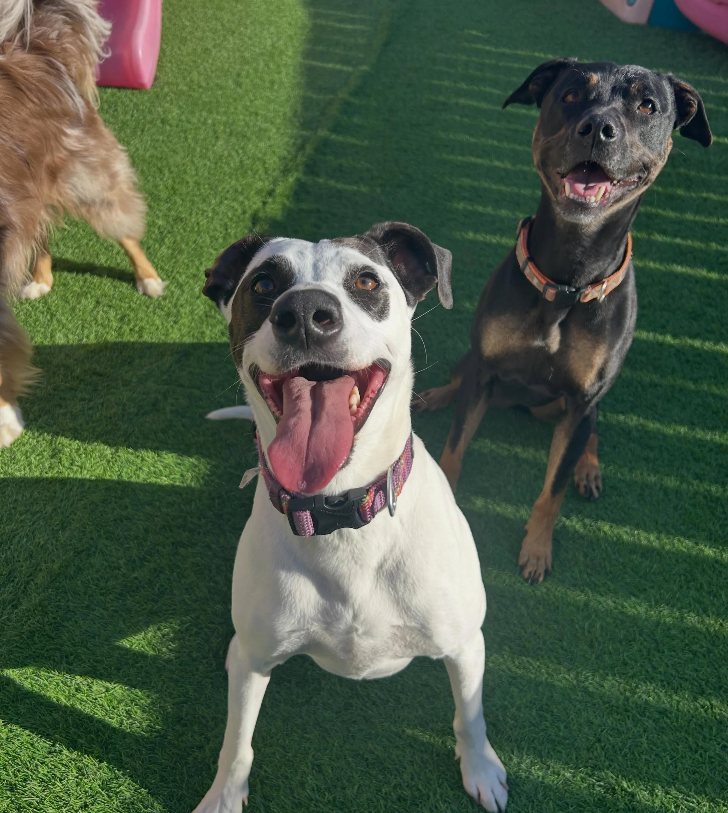 Gracie and Cooper would like to wish you a happy Friday! 🤩☀️