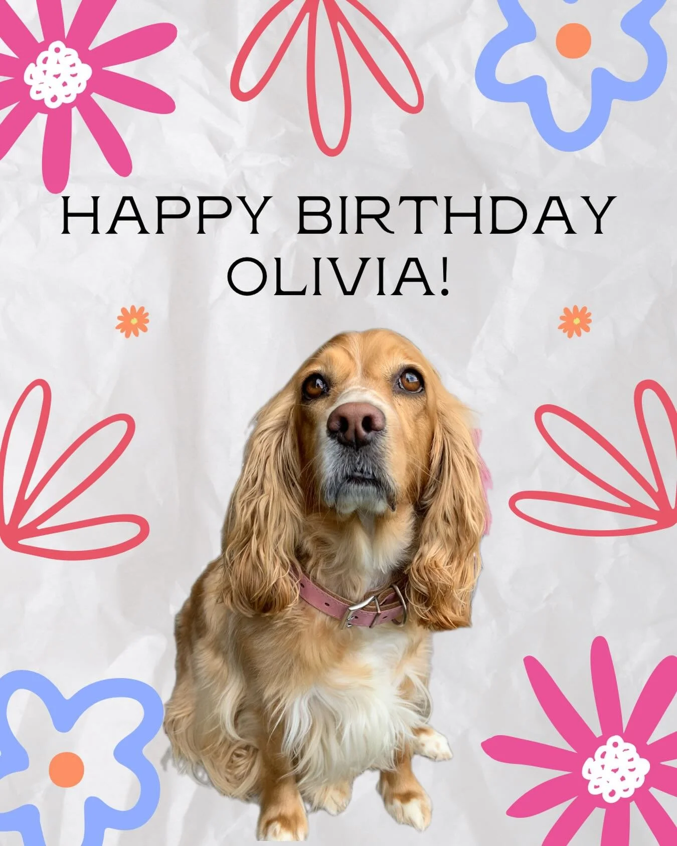 🎉 Today is Princess Olivia&rsquo;s birthday! 👑💖

Happy Birthday, sweet girl! We hope your day is filled with lots of love, yummy treatos, extra cuddles, and all your favorite things. You deserve the very best today and always! 🐾🎂