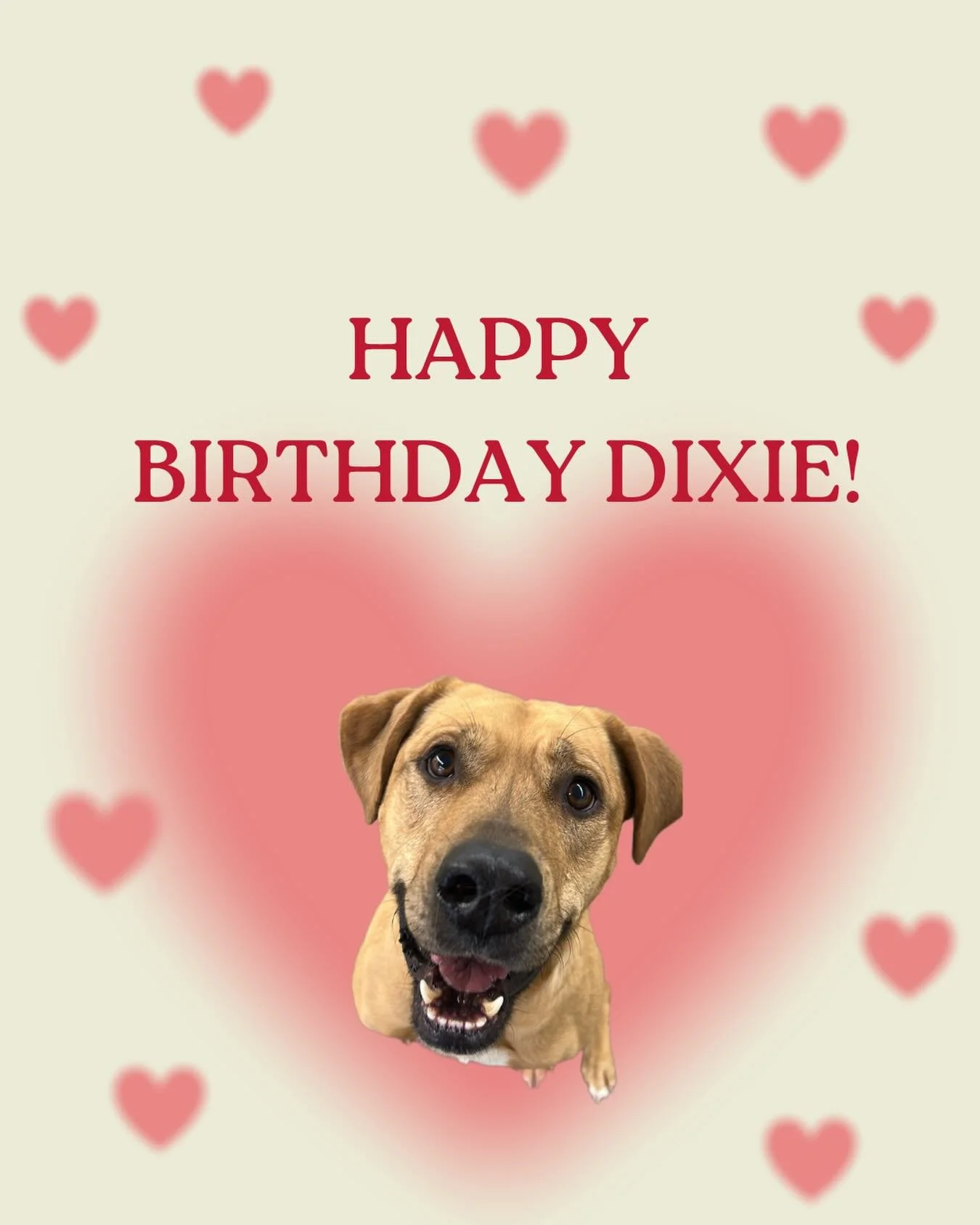 Happy Birthday to our sweet Dixie girl! 🎉 We&rsquo;re lucky enough to spend the morning celebrating her special day, and you can bet she&rsquo;ll be spoiled with extra love, belly rubs, and plenty of treatos. We love you so much, Dixie! ❤️🐾
