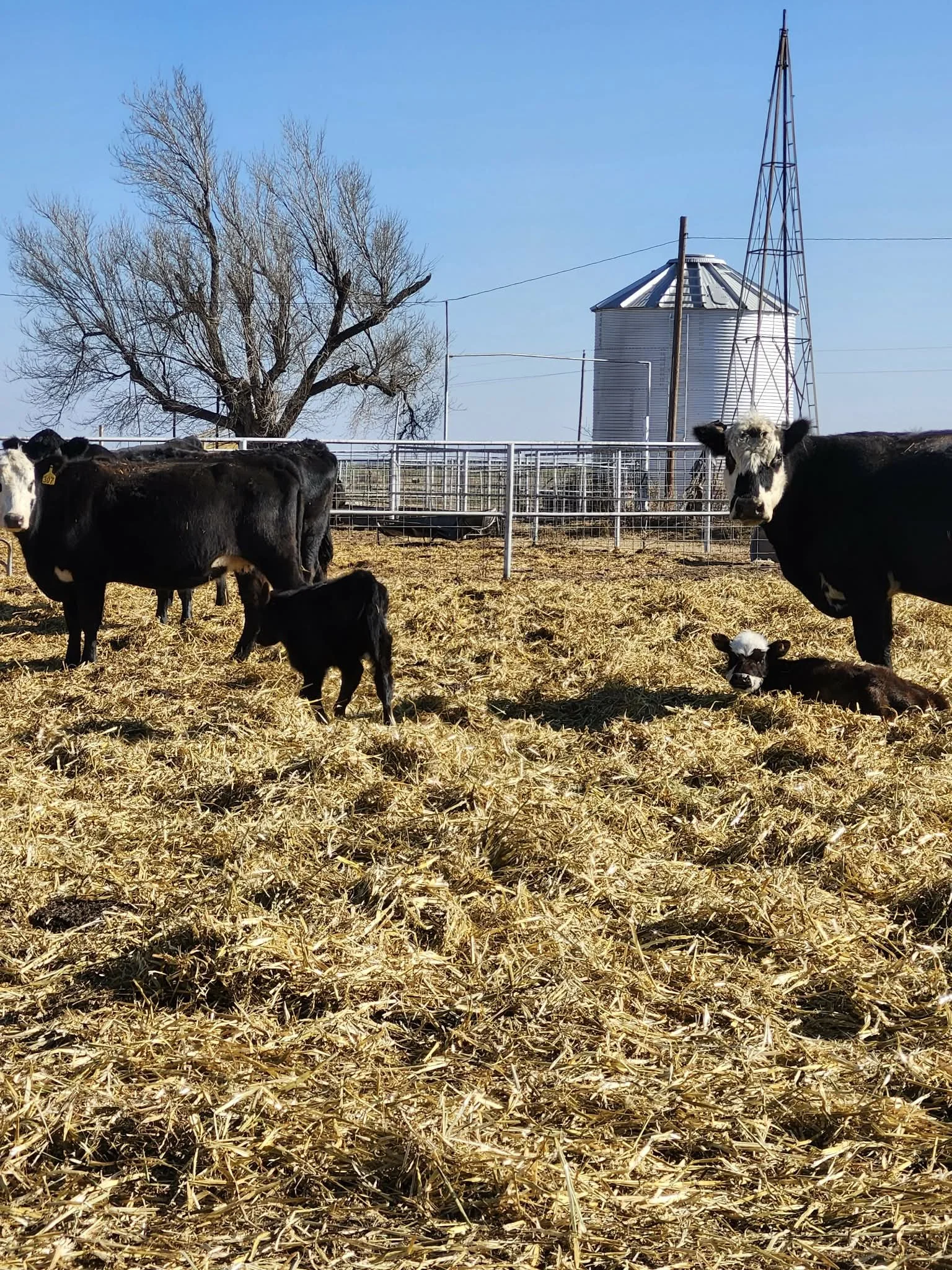 Baby Calves, Snowmagedon Prep, and Imperial Russian Stroganoff
