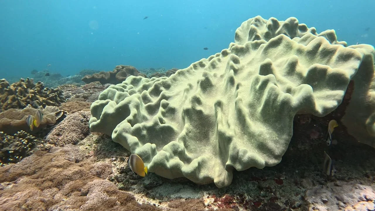 WhatsApp Image 2026-02-16 at 11.19.16.jpeg