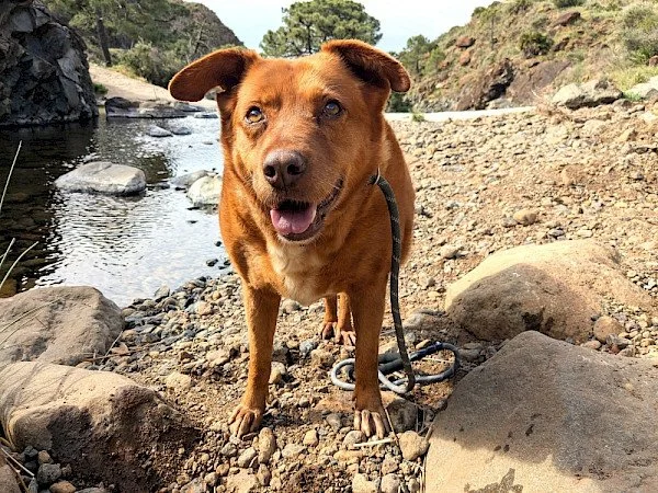 macey_1.600x450.jpg