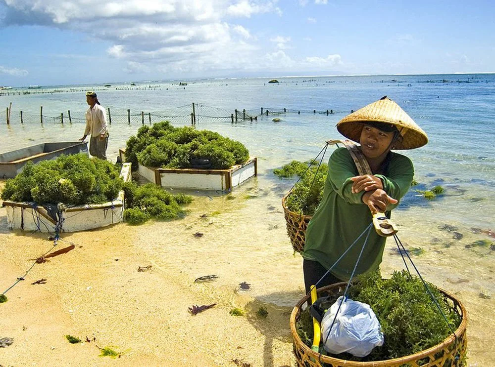 seaweed-farming.jpg