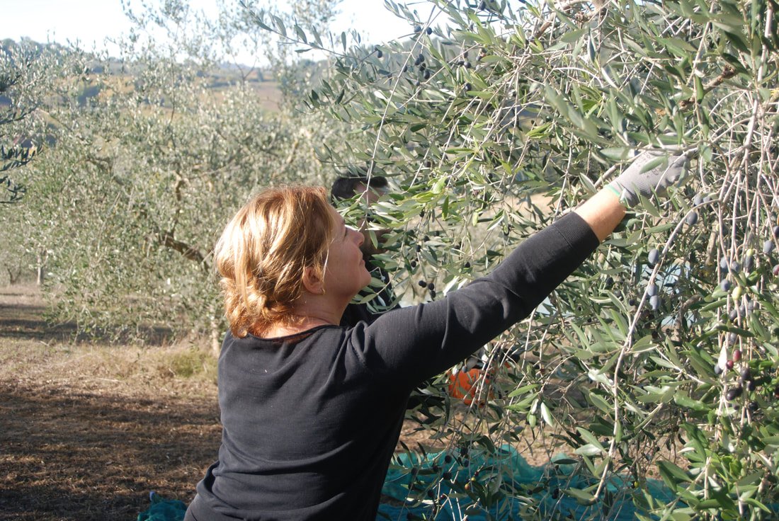 olive.jpg