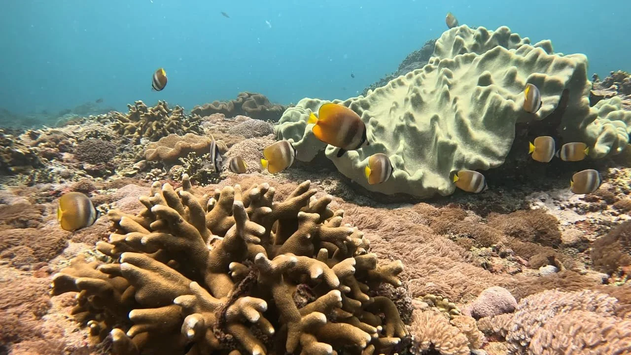 WhatsApp Image 2026-02-16 at 11.19.17.jpeg