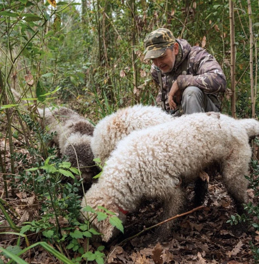Truffle Hunt (Mar. 10)