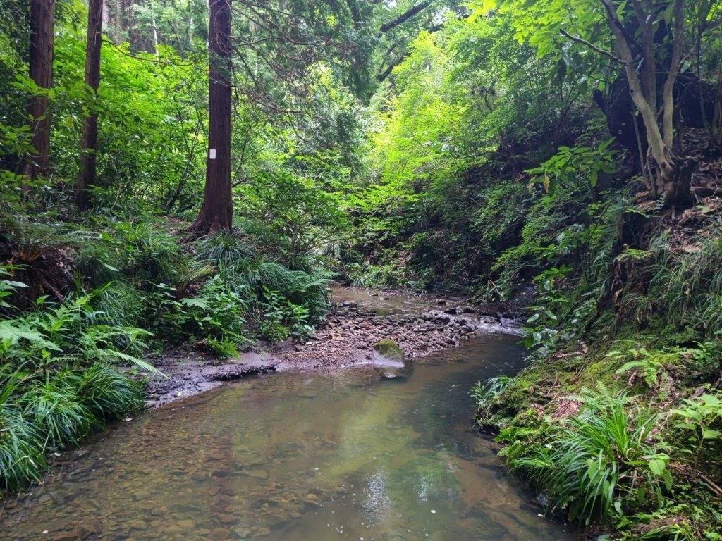 Exploring the Headwaters of Morito River - Parents Experience (Feb. 5)