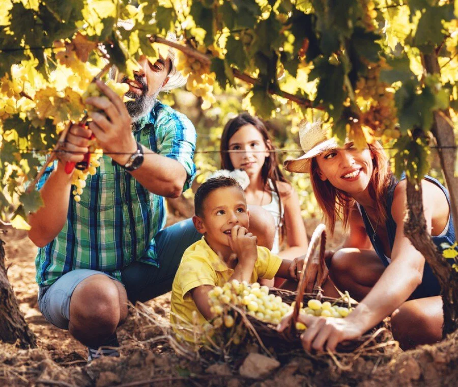 vendemmia-coi-bambini_900x760.jpg