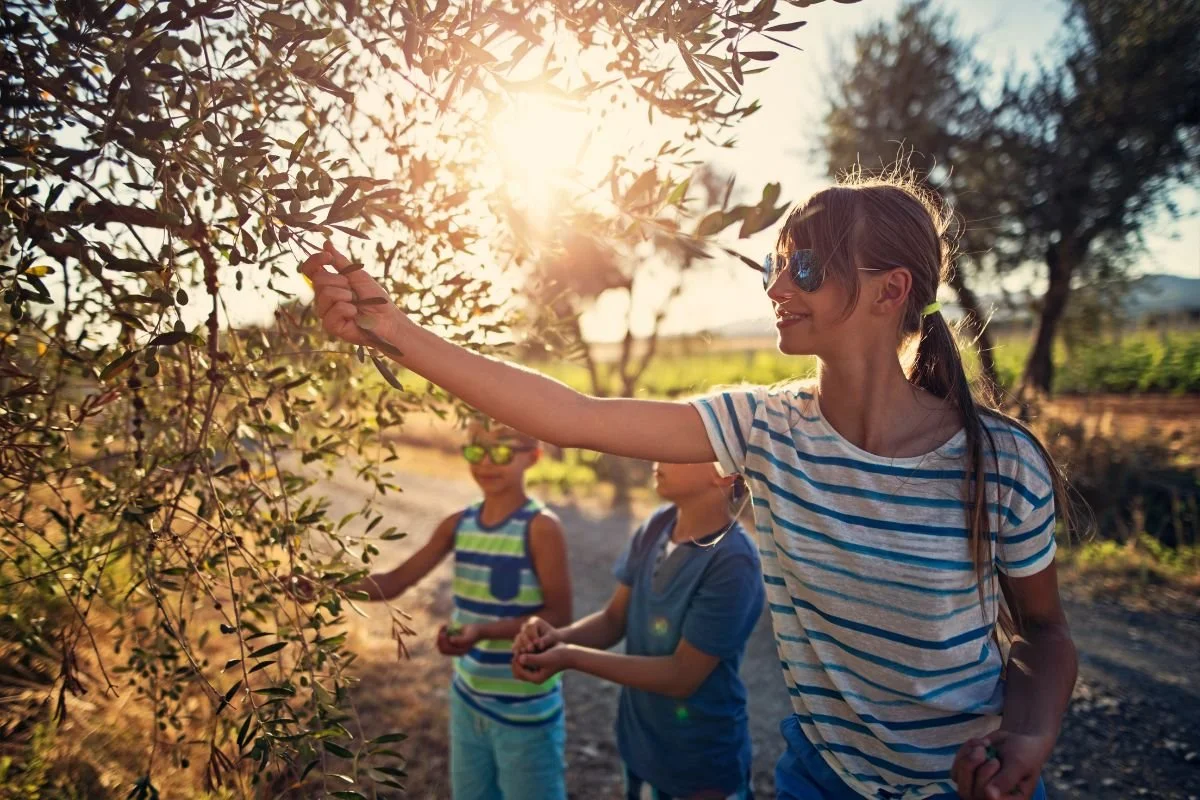 giornata-mondiale-dellolivo-26-novembre-bambini-raccolta-olive-toscana.jpg