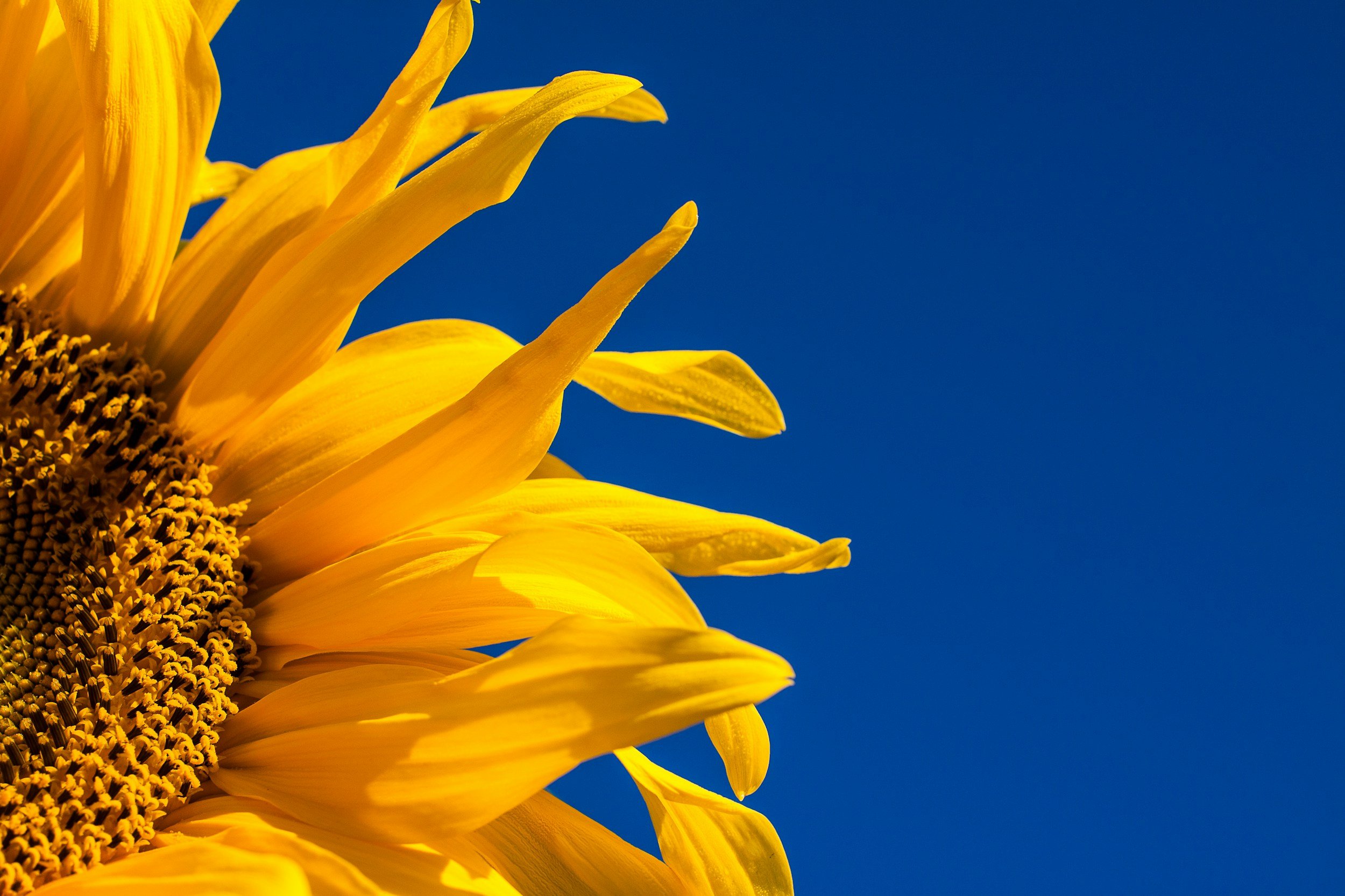 Ignite Your Inner Fire: Harnessing the Power of Summer Through Ayurveda