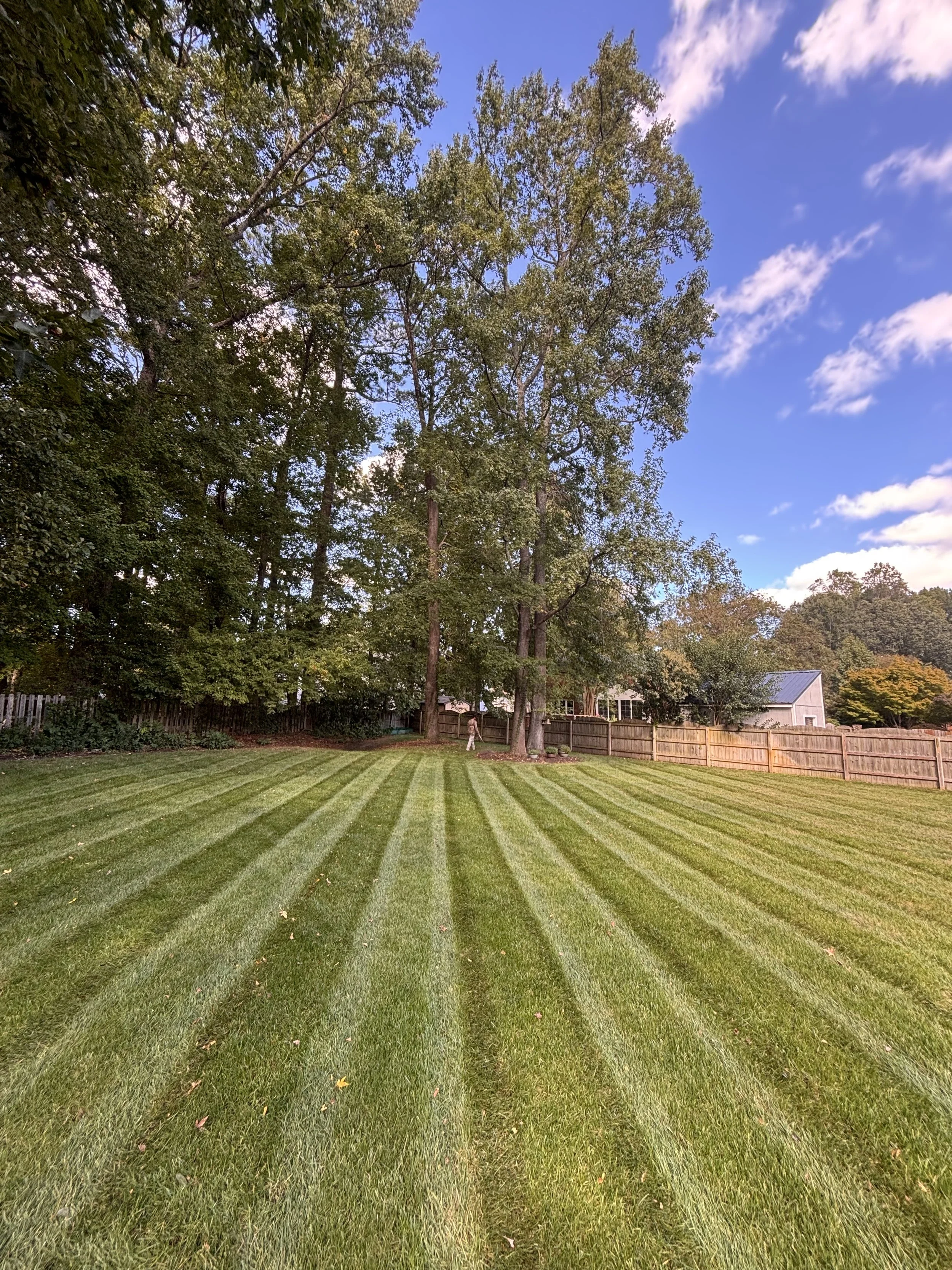 Freshly mowed lawn with striped grass near a white building under a clear blue sky.