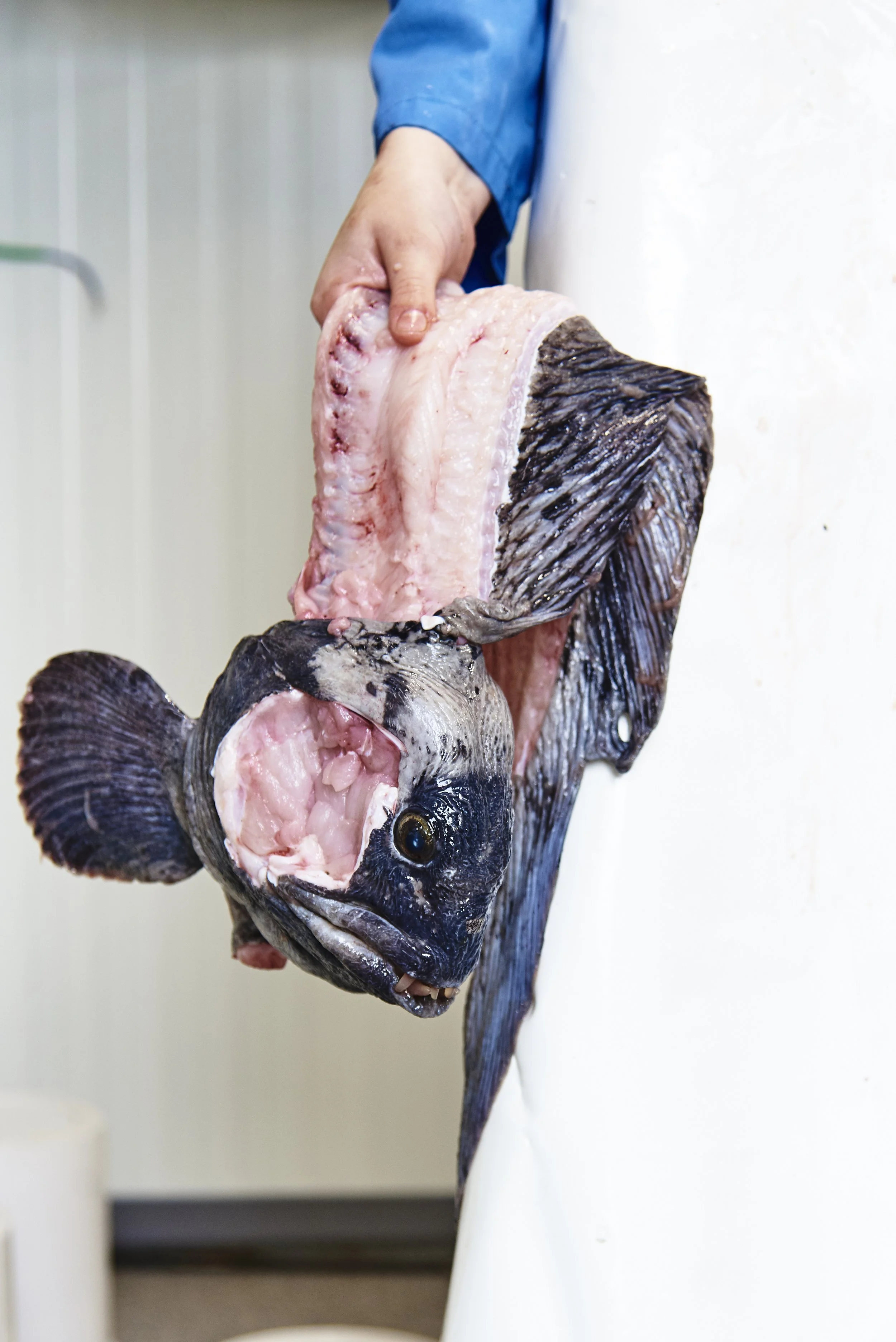 Iris Mist Byornspottir - Hofn_154.jpg